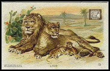 19 Lion